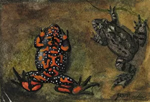 Amphibian Collection: Bombina bombina, european fire-bellied toad