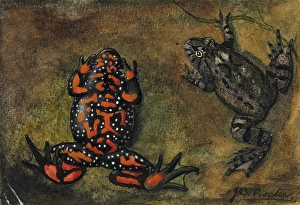 Women Artists Collection: Bombina bombina, european fire-bellied toad