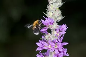 Apidae Gallery: Bombus hypnorum, bumblebee