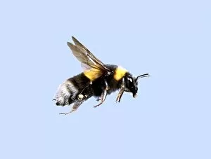 Apidae Gallery: Bombus sp. bumble bee