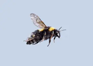 Bombus sp. bumble bee
