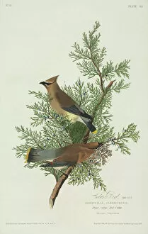 Passeriformes Collection: Bombycilla cedrorum, cedar waxwing