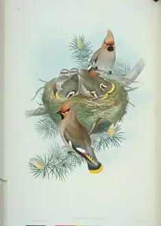 Bombycilla cedrorum, cedar waxwing