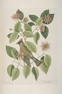 Bombycilla garrulus, Bohemian waxwing