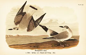 Philadelphia Prints: Bonapartes gull, Chroicocephalus philadelphia