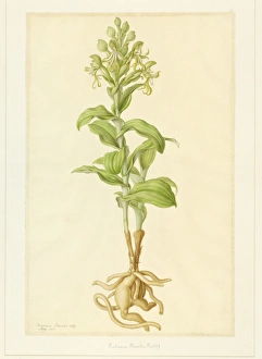Images Dated 14th December 2015: Bonatea speciosa