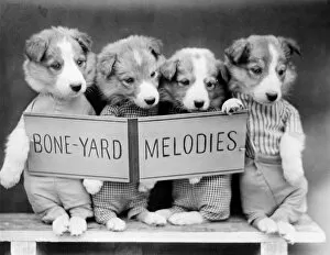 Images Dated 28th March 2012: BONE-YARD MELODIES