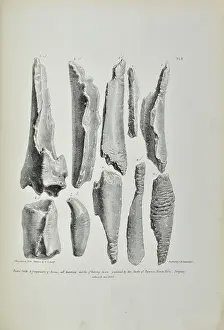 Flints Prints: Bones bearing marks of having been gnawed by hyaenas
