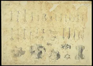 Account Prints: Bones from a cave in Wellington Valley, NSW, Australia