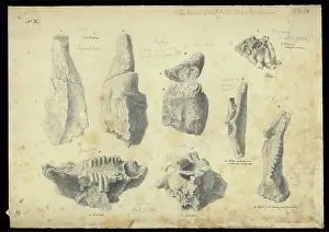Accompanied Prints: Bones from a cave in Wellington Valley, NSW, Australia