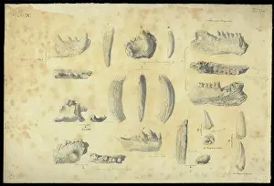 Accompanied Prints: Bones from a cave in Wellington Valley, NSW, Australia
