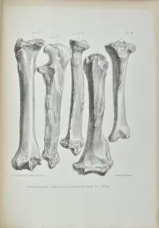 Flints Prints: Bones found in Kent's Cavern