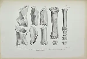 Flints Prints: Bones of rhinoceros and horse found in Kent's Cavern