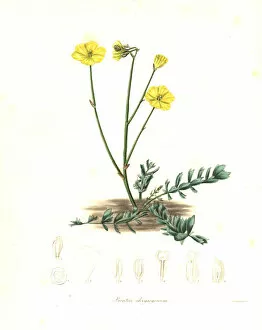 Bongardia chrysogonum