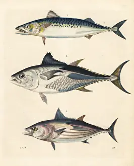 Bonito Prints: Bonito, tuna and long-fin tunny