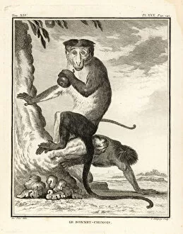 Leclerc Gallery: Bonnet macaque, Macaca radiata
