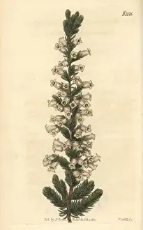Bonpland Prints: Bonplands heath, Erica bonplandiana