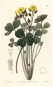 Oxalis Prints: Bonsai oxalis, Oxalis megalorrhiza