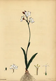 Henry Andrews Prints: Bontrokkie, Hesperantha falcata