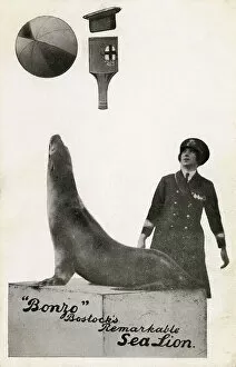 Images Dated 13th December 2011: Bonzo - Bostocks remarkable Sea lion
