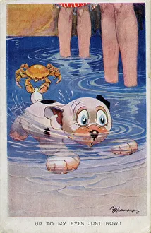 Images Dated 26th July 2011: Bonzo swimming in the sea
