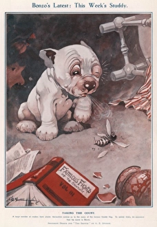 Bonzo Collection: Bonzos Latest: This Weeks Studdy