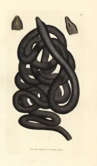 Subjects Gallery: Bootlace worm, Lineus longissimus