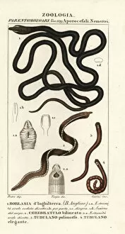 Peanut Gallery: Bootlace worm, proboscis worm, ribbon worm