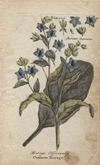 Borage, Borago officinalis