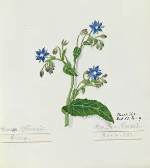 Images Dated 27th March 2013: Borago officinalis, borage