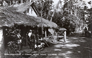 Images Dated 26th October 2016: Boralesgamuwa, near Colombo, Ceylon (Sri Lanka)