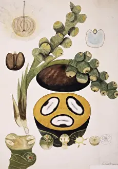 Potted Histories Prints: Borassus flabellifer, wine palm