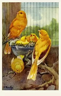 1937 Collection: Border Canaries