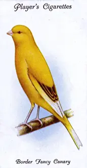 Border Fancy Canary