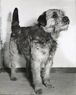 Border terrier dog looking up expectantly Date: 1950s