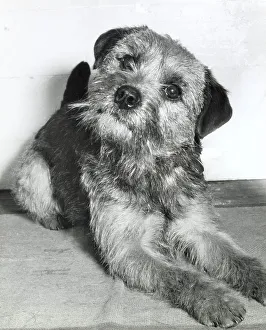 Border terrier dog lying down Date: 1950s