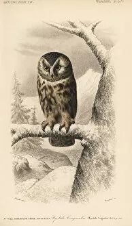Universel Gallery: Boreal owl, Aegolius funereus