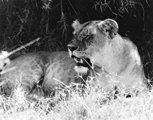Bored Prints: Bored Lioness