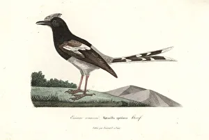 Primevere Collection: Bornean forktail, Enicurus borneensis