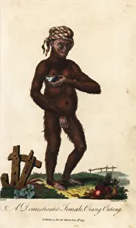 Chapman Prints: Bornean orangutan, Pongo pygmaeus, female. Endangered