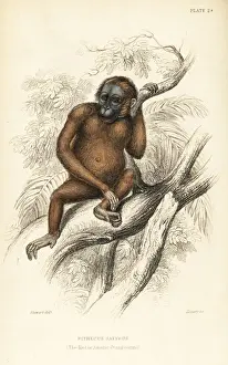 Bornean orangutan, Pongo pygmaeus. Endangered