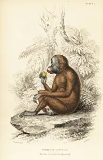 Bornean orangutan, Pongo pygmaeus. Endangered