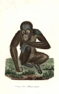Bornean orangutan, Pongo pygmaeus. Endangered