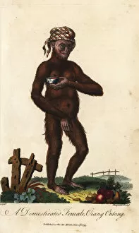 Ebenezer Collection: Bornean orangutan, Pongo pygmaeus, female. Endangered