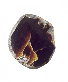 Miocene Gallery: Borneo amber