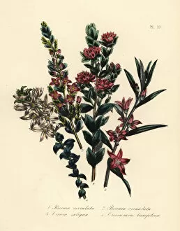 Jane Gallery: Boronia, crowea, and eriostemon species