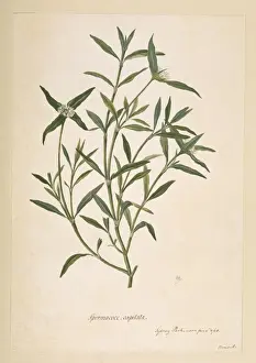 Gentianales Prints: Borreria capitata