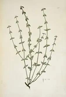 Gentianales Prints: Borreria sp. weed