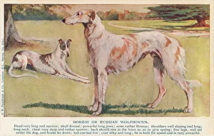Sighthound Prints: Borzoi