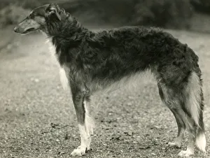 Achilles Gallery: BORZOI / ACHILLES / TANGMERE